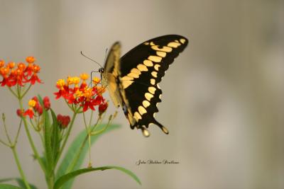 Giant Swallowtail (Papilio cresphontes) (probably male)