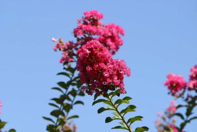 u41/jperilloux/medium/33495590.1600_crepe_myrtle.jpg