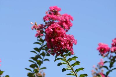 Crepe Myrtle