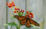 Monarch - <I>(Danaus plexippus)</I> (female )