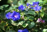 Morning Glories