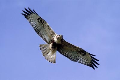 Probable Harlan's x Rough-legged Hawk hybrid, juv. (#1 of 4)