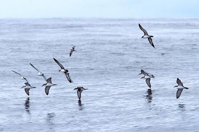 Buller's & Pink-footed Shearwaters