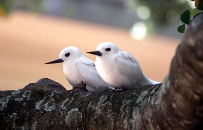 White Terns, alternate adults