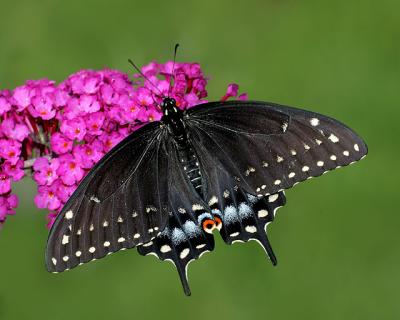Black Swallowtail (female)