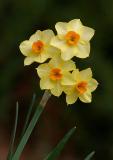 Daffodil 2004