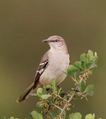 Dirty-Beak