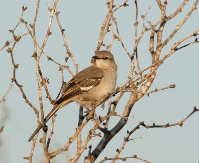 Mesquite-Perch