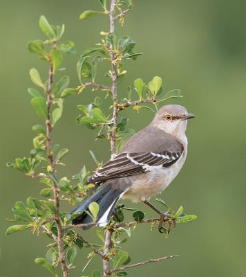 Mockingbird