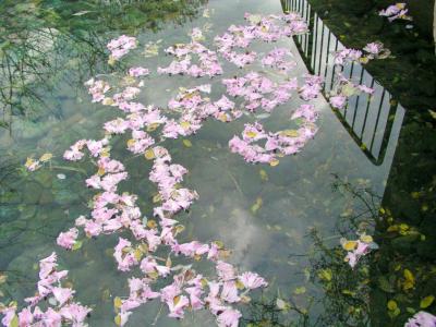 Flowers in the Pond, Outside The Living Sea Pavilion