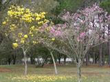 Flowering Trees at EPCOT