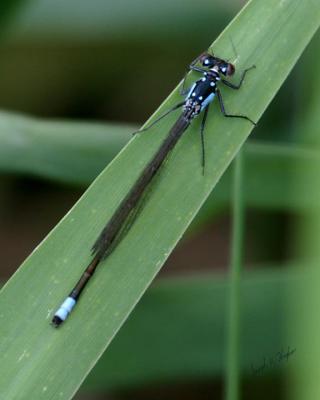 Ischnura cervula