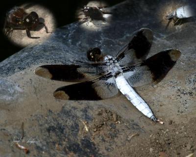 Common Whitetail (Libellula lydia)