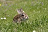 Brush Rabbit