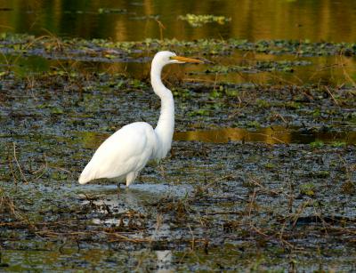 great egret. dusk on the pond