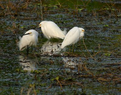 snowy egrets three