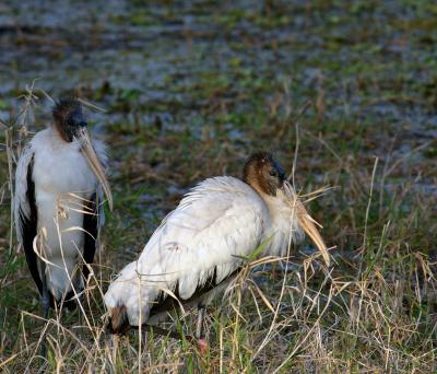 woodstorks two