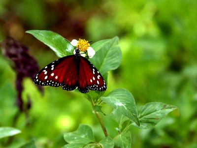 queen butterfly on spanish needles