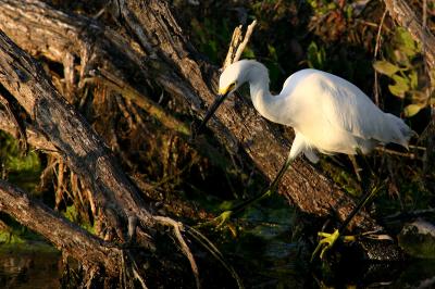 snowy egret. with yellow feet prominent