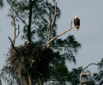 eagles. one guarding the nest