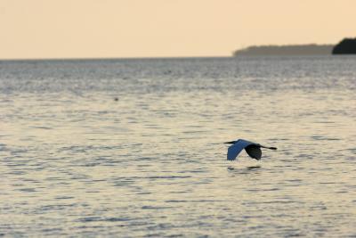 great egret. flying at dusk