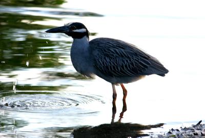 yellow crowned night heron. taking a drink