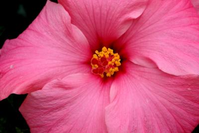 hibiscus. macro picture