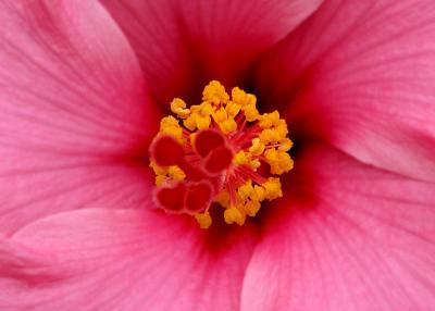 hibiscus macro picture. cropped