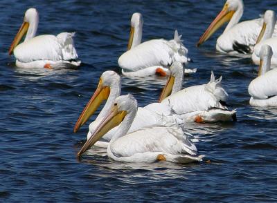 american white pelicans. cropped