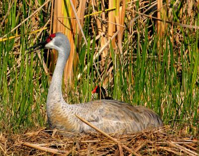 sandhill crane. on the nest