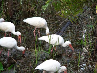 ibis. feeding in bald cypress swamp