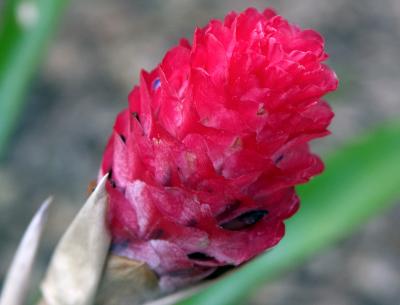 bromeliad flower