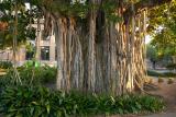 banyan tree. prop roots
