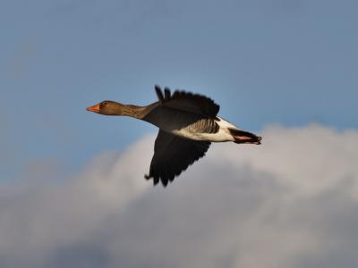 Flying Greylag Goose