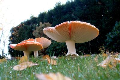 Mushrooms & dew-drops