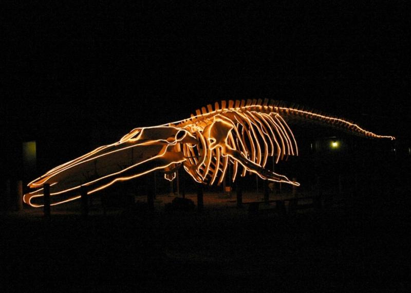 028  Whale skeleton_4749`0312261743.JPG