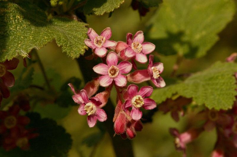 043  Flowering Currant on Woods trail_5824Ps`0402061432.jpg