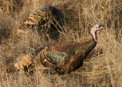 008  Wild turkey_3568`0311130829.JPG