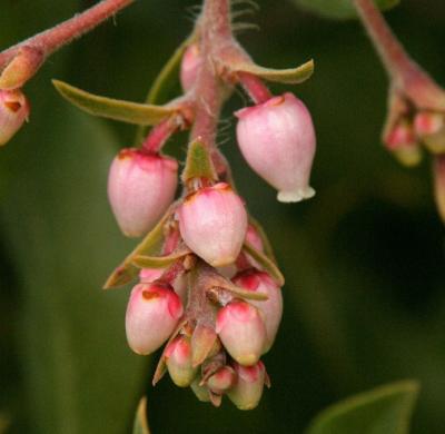 047  Manzanita blossoms_6141Nfp`0402231316.JPG