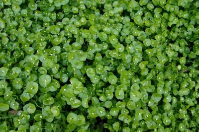 051  Miners Lettuce_6468`0403041441.JPG