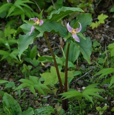 058  2 Wake Robins (Western Trillium)_7059`0403151008.JPG