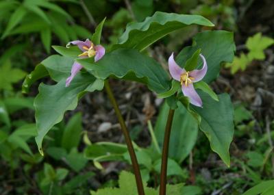 059  2 Wake Robins (Western Trillium)_7058`0403151008.JPG