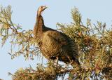 006  Wild turkey in tree_3483`0311130740.JPG