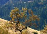 018  oak branches against distant trees_4008NFP`0311191005.JPG