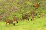 024  7 deer grazing in 3rd mdw_4623`0312190945.jpg