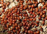 053  Ladybugs (closeup)_6590Ps`0403081353.jpg
