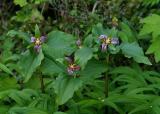 057  3 Wake Robins (Western Trillium)_7056`0403151007.JPG