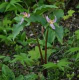 058  2 Wake Robins (Western Trillium)_7059`0403151008.JPG