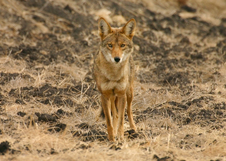 010  Coyote on Mora Trail_3676Shrp`0311131008.jpg