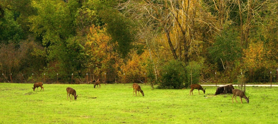 023  6 deer grazing on 2nd mdw_4613`0312190936.jpg